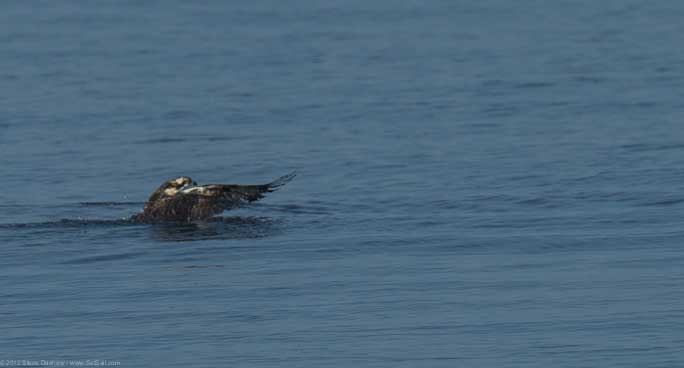 Osprey chick First Flight Pulpit Hrb 103