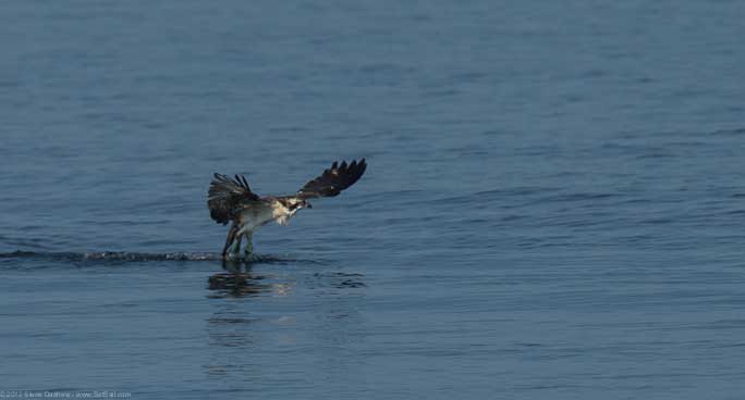 Osprey chick First Flight Pulpit Hrb 104