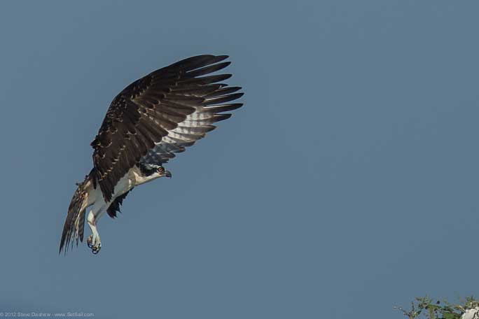 Osprey chick First Flight Pulpit Hrb 105