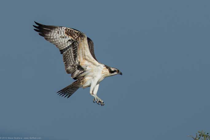 Osprey chick First Flight Pulpit Hrb 106