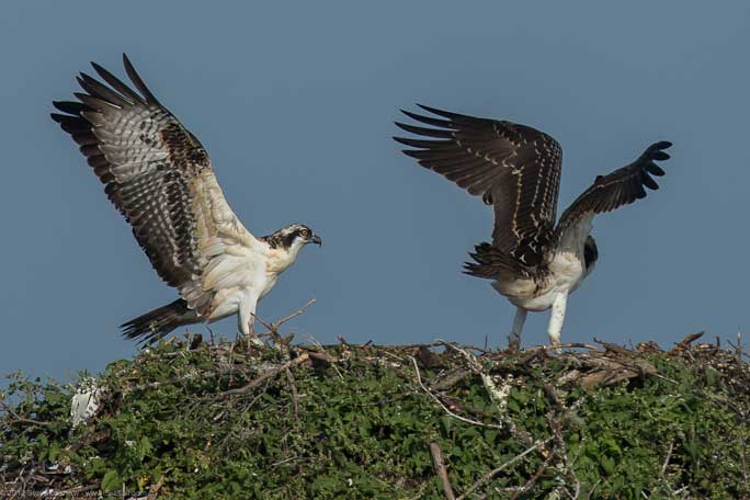 Osprey chick First Flight Pulpit Hrb 107