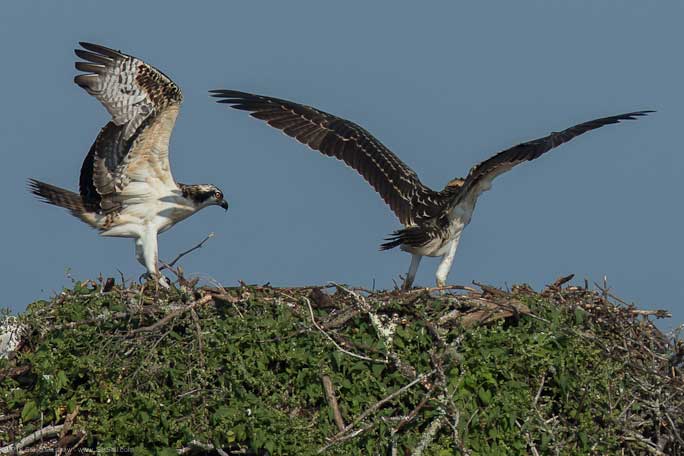 Osprey chick First Flight Pulpit Hrb 108