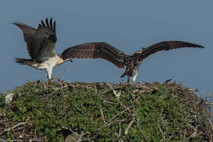 Osprey chick First Flight Pulpit Hrb 109