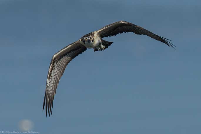 Osprey chick First Flight Pulpit Hrb 110