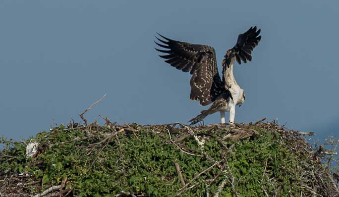 Osprey chick First Flight Pulpit Hrb 111