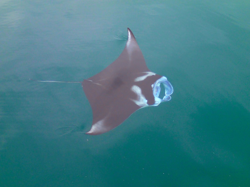 manta ray