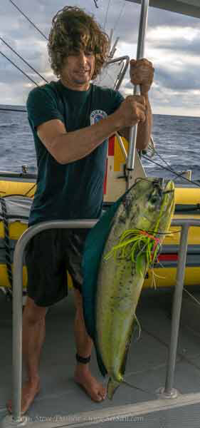 mahi