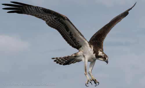 osprey